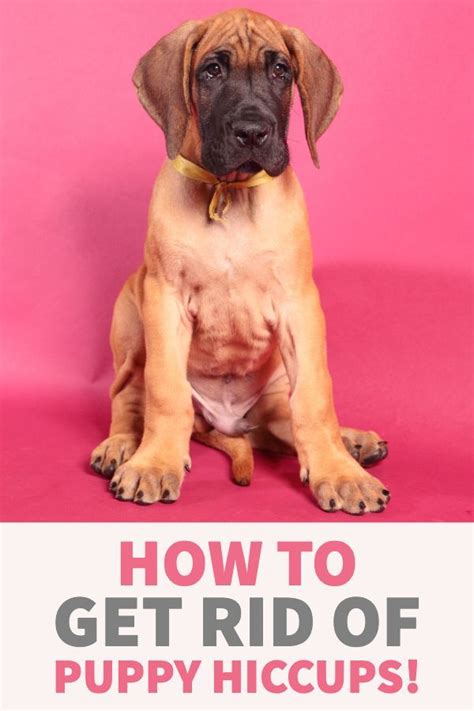 How Do You Get Rid Of Dog Hiccups
