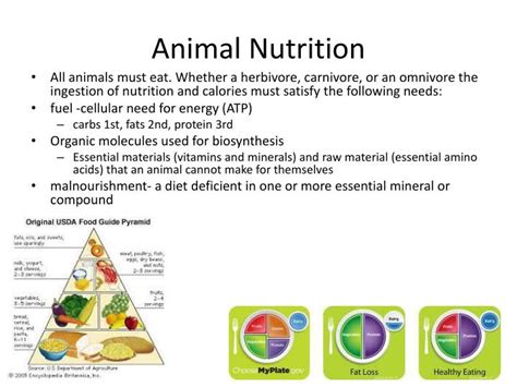 Ppt Animal Nutrition Powerpoint Presentation Free Download Id2265439