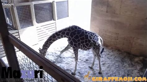 Animal Adventure Park Giraffe Cam Youtube