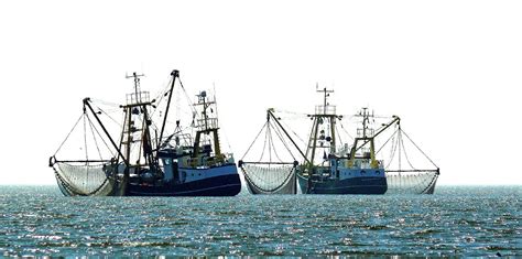 Nearly A Third Of Commercial Fishing Lines Dumped At Sea