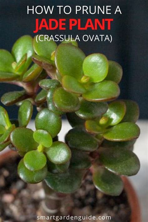 How To Prune A Jade Plant Crassula Ovata Smart Garden Guide Jade Plants Crassula Ovata