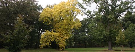 Check spelling or type a new query. Baumspende | Zoologischer Garten Magdeburg