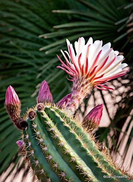 Arizona Spring Cacti And Succulents Blooming Cactus Desert Flowers