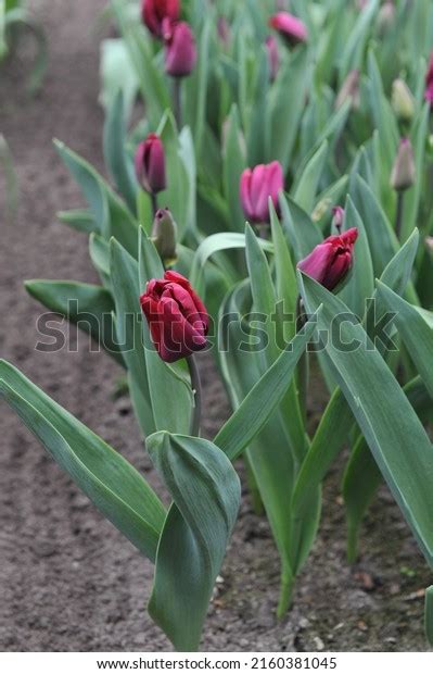 Dark Red Triumph Tulips Tulipa Naomi Stock Photo 2160381045 Shutterstock