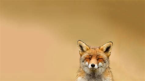 Happy Animals Relaxing Fox Hd Wallpapers Desktop And Mobile Images