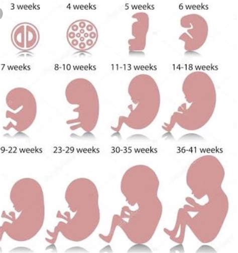This test checks cells from the placenta to see if. STAGES OF PREGNANCY - TODAY SCIENCE - Medium