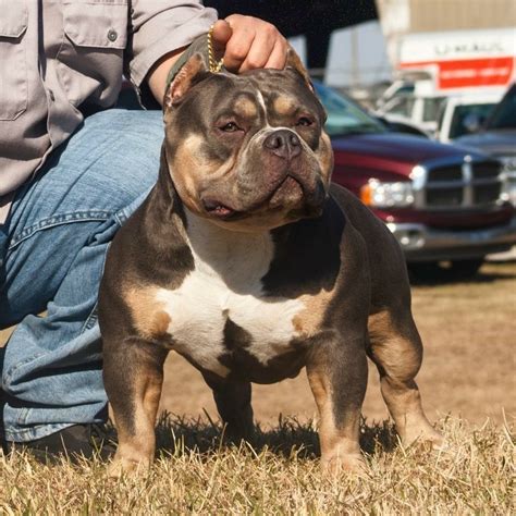 Our litters are usually sold out before they hit the ground and pups are reserved in advance. American Bully Puppies For Sale | Summerville, SC #291242