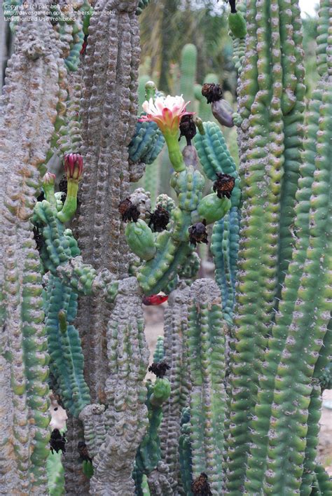 We did not find results for: PlantFiles Pictures: Cereus Species, Apple Cactus, Hedge ...