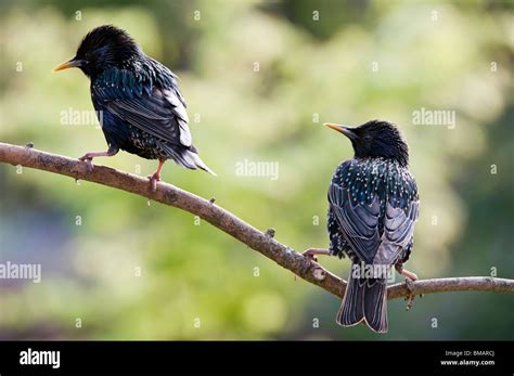Sturnus Vulgaris Starlings On A Tree Branch Stock Photo Alamy