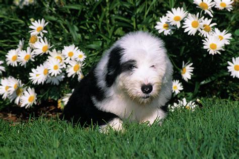Old English Sheepdog Puppy Lying Photograph By Animal Images