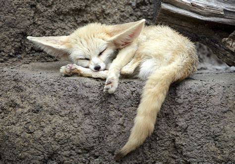 Fennec Fox Animal Wildlife