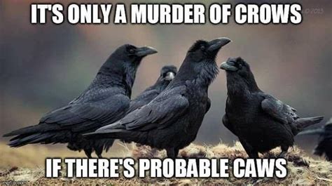 Murder Of Crows Animals Bugs Funny Animals Group Of Crows Crow Call