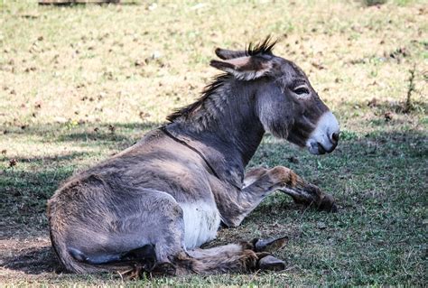 Donkey Grey Ruminant Free Photo On Pixabay Pixabay