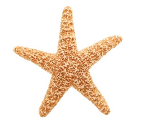 Starfish Free Images At Vector Clip Art Online Royalty