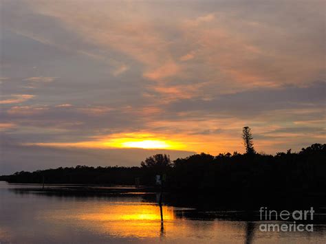 Norfolk Pine Sunset Photograph By Marilee Noland Fine Art America