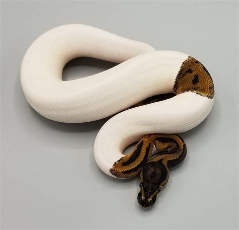 Leopard Pied 66 Het Vpi Axanthic 50 Het Desert Ghost Ball Python By