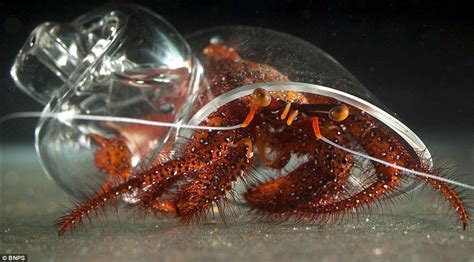 Glass Of His Own Howard The Hairy Hermit Crab Shows Off His Custom Made Shell With Images