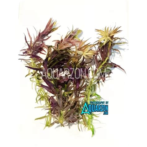 Big Limnophila Hippuridoides Purple 6 Stems Quality Aquarium