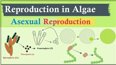 Asexual Reproduction In Algae Algae Phycology Youtube
