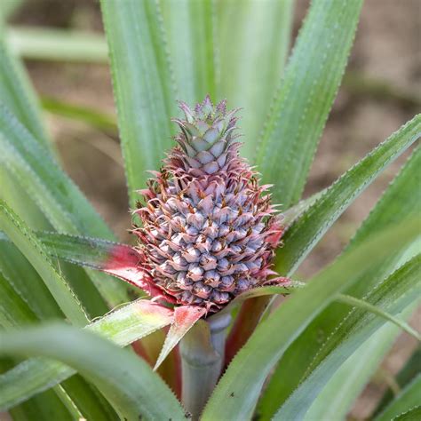Pineapple Tropical Fruit In Island Koh Phangan Thailand Close Up