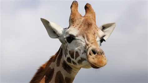 Endangered Giraffe Born In Kent Animal Park Itv News