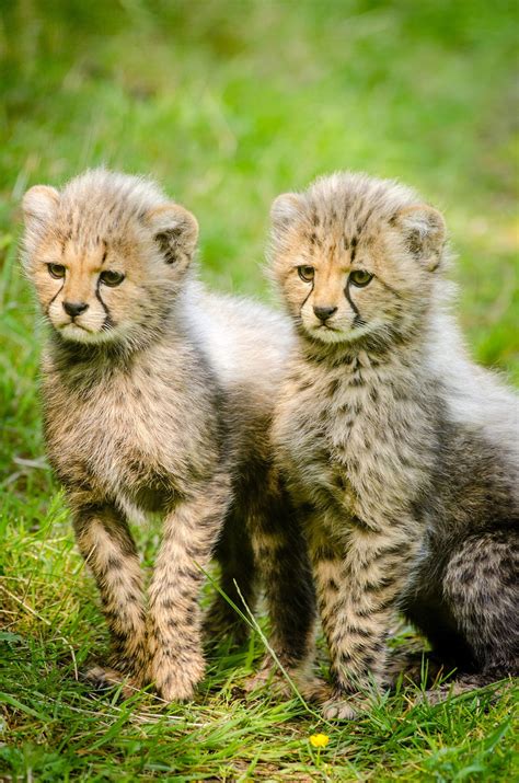 Cheetah Cubs Image Free Stock Photo Public Domain Photo Cc0 Images