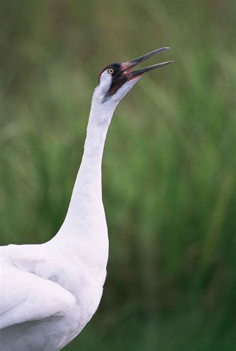 Free Picture Up Close Whooping Crane Head Grus Americana