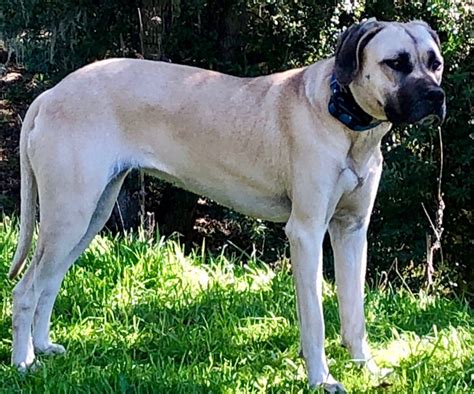 The Yellow Black Mouth Cur Northern California Black Mouth Curs