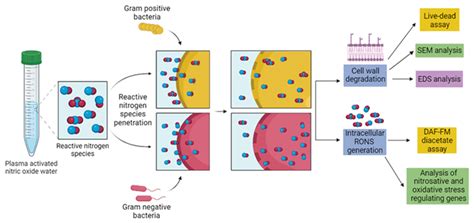 Schematic Representation Of Antibacterial Activity And Mode Of Action