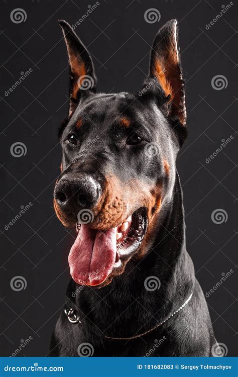 Doberman Pinscher Portrait On Black Close Up Stock Image Image Of