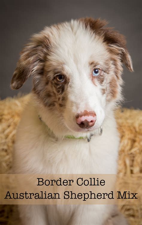 Border Collie Australian Shepherd Mix Will This Be Your