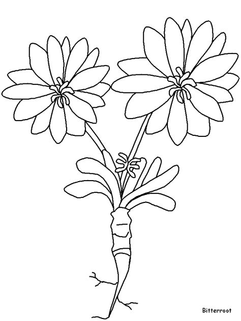 Printable flower coloring pages, coloring sheets and pictures for kids, children. Free Bitterroot Cliparts, Download Free Clip Art, Free ...