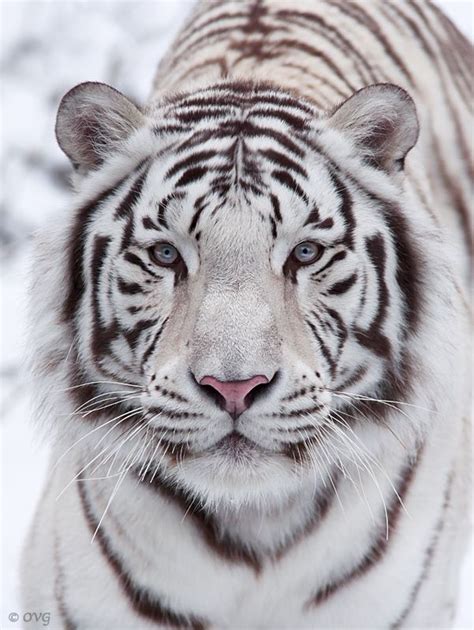 ~~look At My Eyes ~ White Tiger By Olga Gladysheva~~ Animal