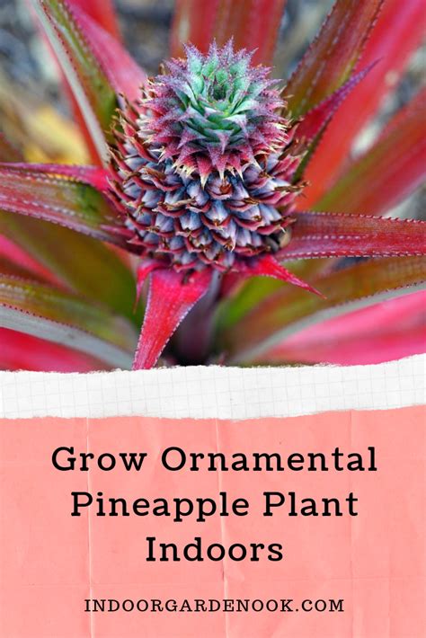 Pineapple Plant Care Growing Pineapples Indoors Pineapple