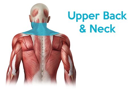 This Is Why Improving The Neck Muscles Will Help You