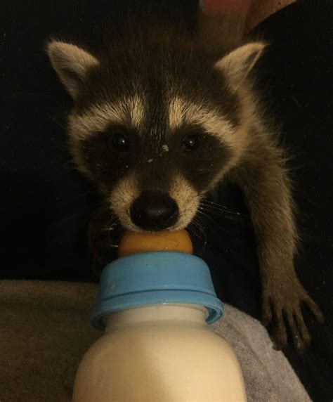 Sw England Baby Raccoons For Sale Reptile Forums