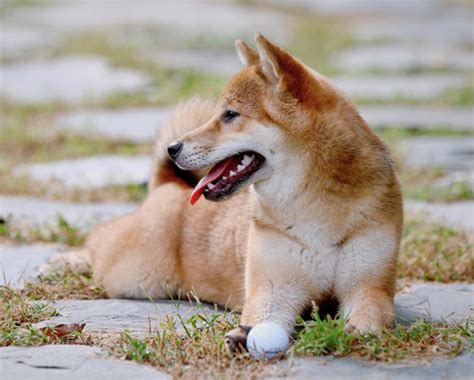 A film adaptation premiered on 29 august 2009. Shiba Inu Dogs and Puppies - Canada's Guide to Dogs