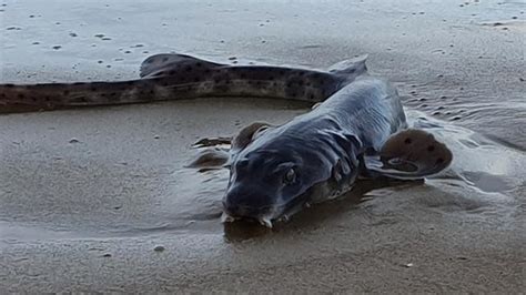 Strange Creature Washes Ashore In Australia