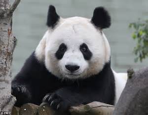 Edinburgh Zoo Panda Gets Ivf Treatment Tian Tian Artificially