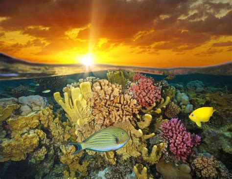 Sunset And Colorful Underwater Marine Life Stock Image Image Of