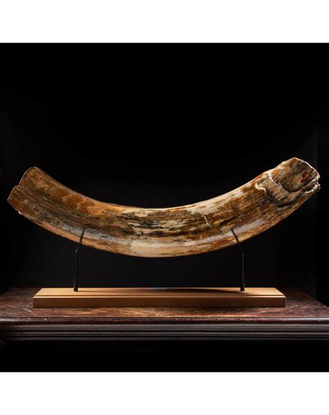 Mammoth Tusk Siberia