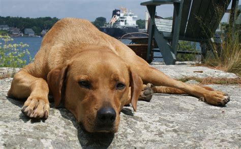 Rhodesian Ridgeback Labrador Retriever Mix Dog For Adoption Austin Texas