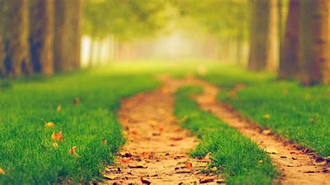 Path Between Green Grass In Blur Trees Background 4k Hd Nature