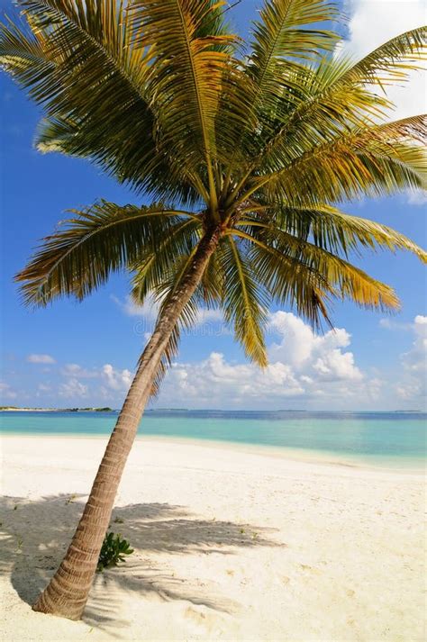 Lone Palm Tree On Maldives Stock Photo Image Of Lone 15208350