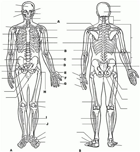 College Anatomy And Physiology Worksheets