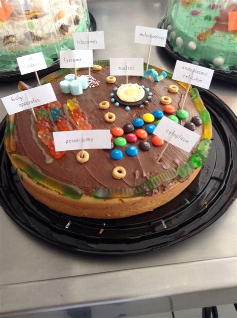 Cell Model Edible Cell Project Cells Project Edible Cell
