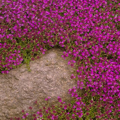 The 20 Best Evergreen Ground Cover Plants Rhythm Of The Home