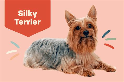 Silky Terrier Dog Breed Information And Characteristics