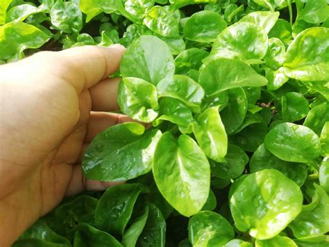 We did not find results for: Bayam Brazil ( Brazillian Spinach ) Sayuran Yang Boleh ...