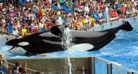 Killer Whale Aquarium